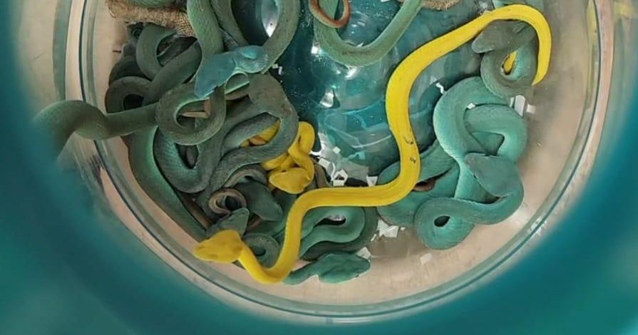 Smuggler caught with dozens of venomous vipers "concealed in checked-in baggage" on plane, customs officials say