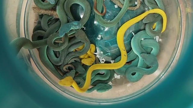 Close-up of viper on tree,Bekasi Barat,Indonesia 