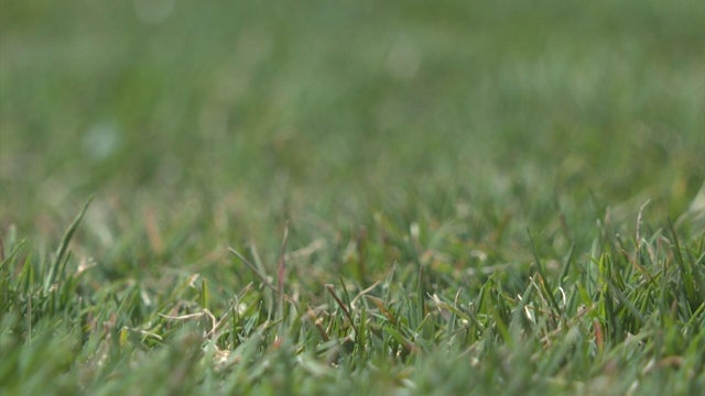 aurora-water-wise-grass-5pkg-transfer-frame-1172.jpg 