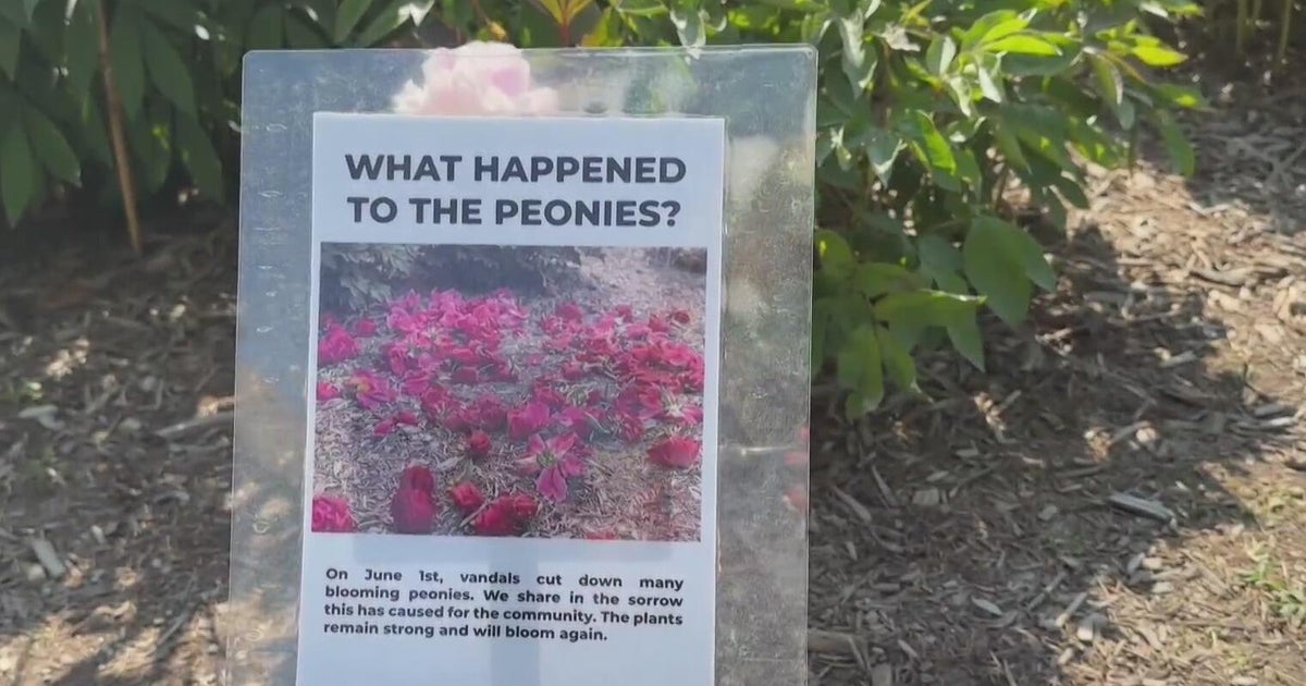 Hundreds of peonies destroyed at University of Michigan garden