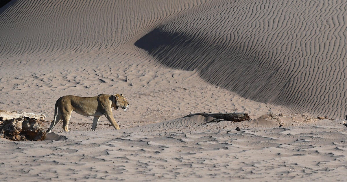 Lion kills man at luxury safari lodge after he left tent to use toilet