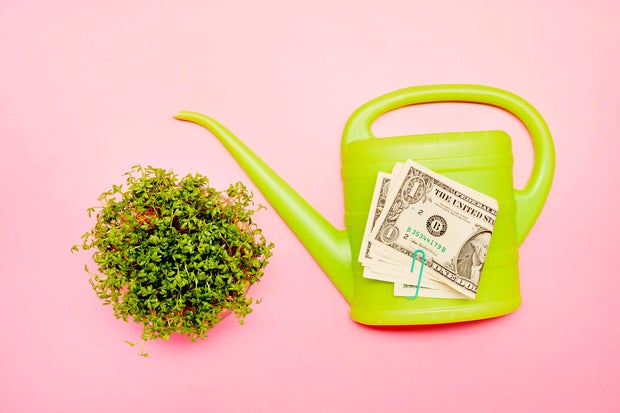 High angle view of cress, green watering can and American Dollar banknotes on pink background 