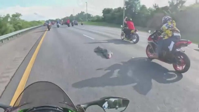 gator-in-road.jpg 
