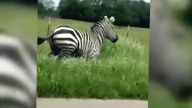 cbsn-fusion-police-trying-to-capture-escaped-zebra-in-tennessee-thumbnail.jpg 