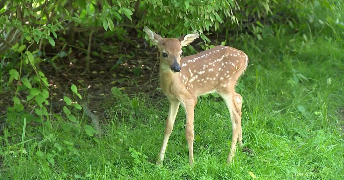 What to do if you see a deer fawn alone? Experts say don't touch or disturb it
