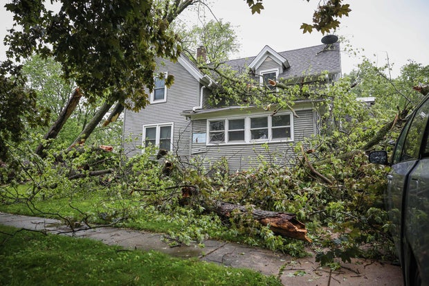 harvard-tree-lines-down-6-3-25-0002.jpg 