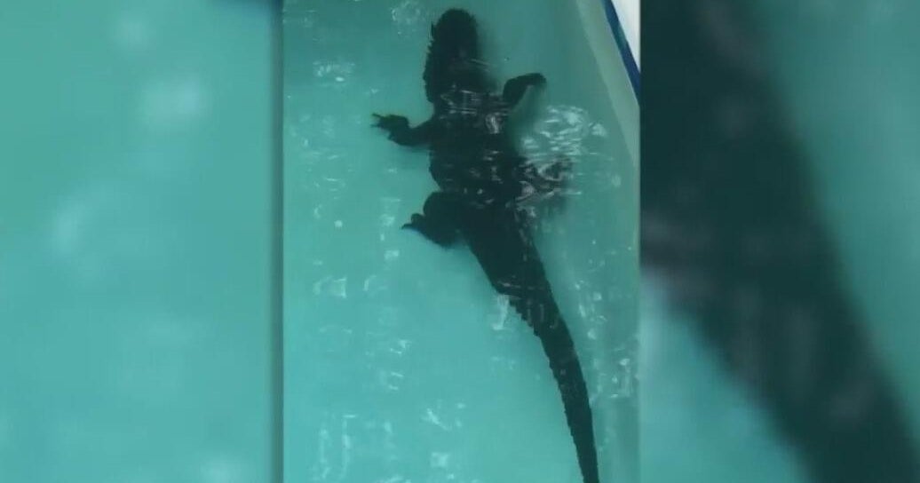7-foot alligator found taking dip in Florida couple’s pool 7-foot alligator found taking dip in Florida couple’s pool