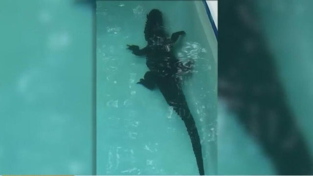 alligator.jpg 
