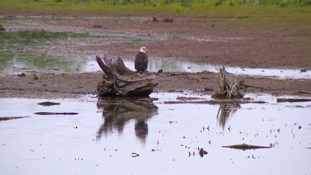 4p-vo-fmn-national-eagle-center-wcco7ykl.jpg 