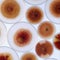 Fungus in "agroterrorism" arrest already widely prevalent in U.S., researcher says