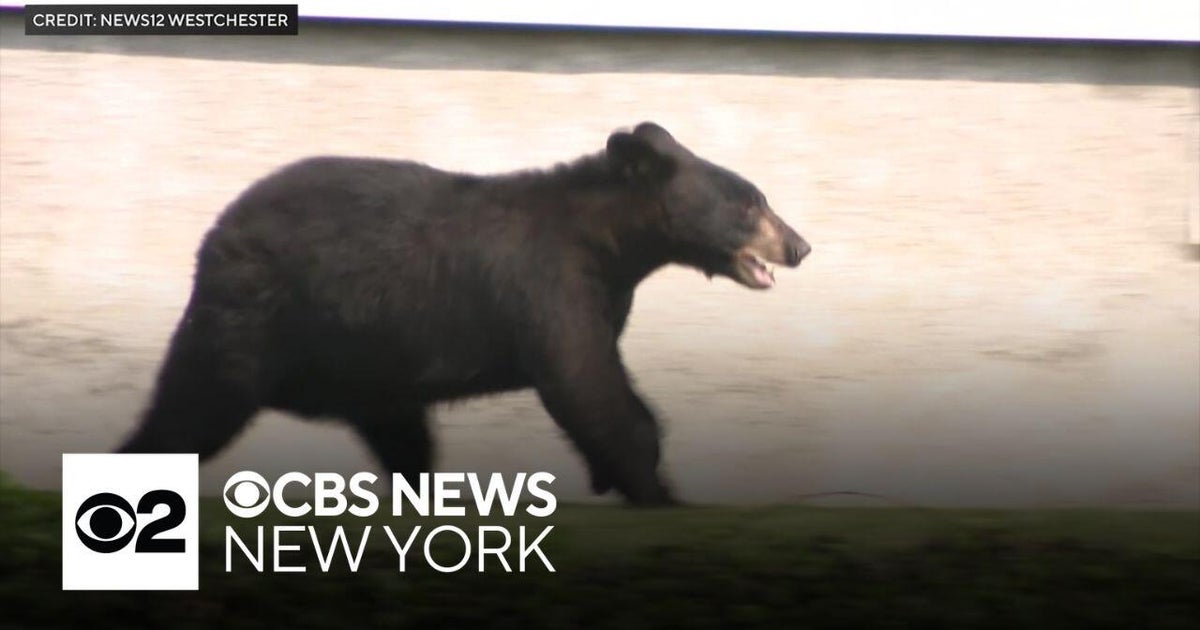 Westchester Police Kill Black Bear in Suburb, State Questions Action