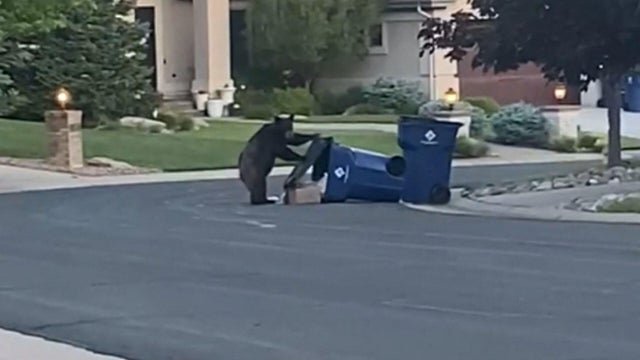 bear.jpg 