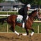 Meet the horses running in the Belmont Stakes