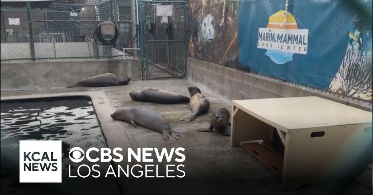 Toxic Algae Bloom Ends; Sea Lion Pups Released