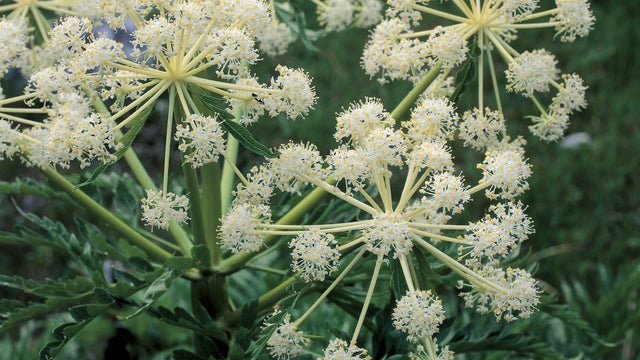 Close-up of flowers on Northern water hemlock plant (Cicuta virosa) 