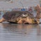 Sea turtle named Dilly Dally returns to ocean after flipper amputation