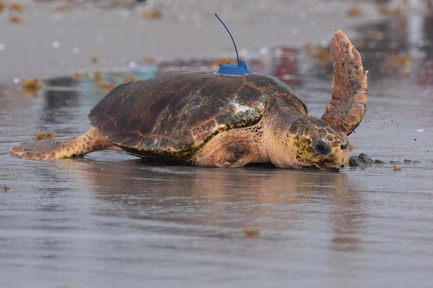 Turtle Release