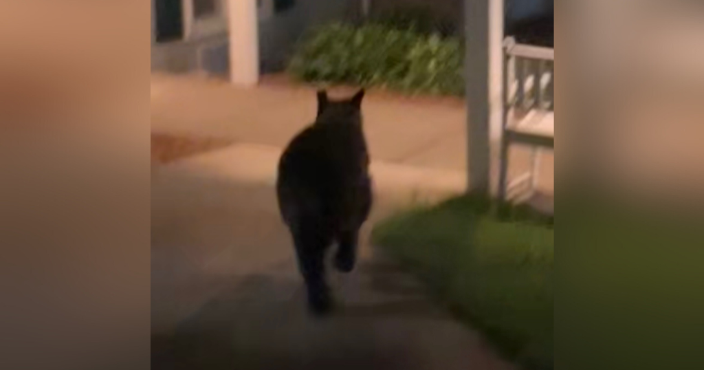 Bear breaks through window at western Pennsylvania retirement community 