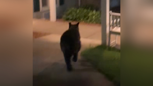kdka-st-andrews-village-bear.png 