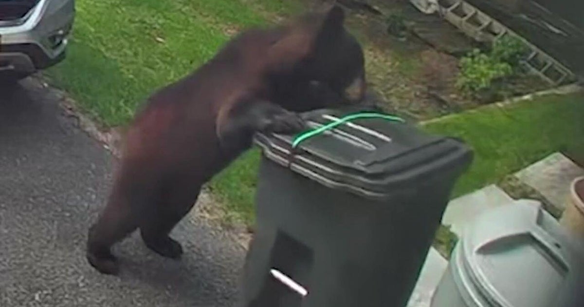 Black bear sightings in Ridgewood, N.J. leave some residents on edge 