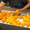 FDA food inspector vacancies near 20% after Trump hiring freeze