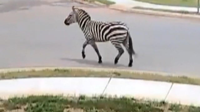 cbsn-fusion-runaway-zebra-sparks-manhunt-in-tennessee-thumbnail.jpg 