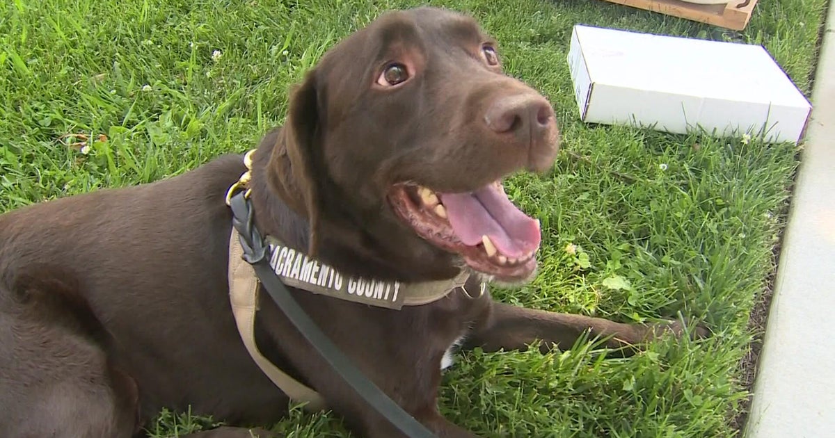 Sacramento's pest detection dog sniffed out threats for years. Now he's being laid off. 