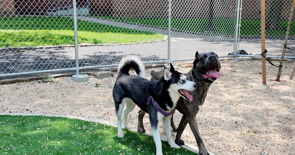 NYCHA opens its first dog park in the Bronx 
