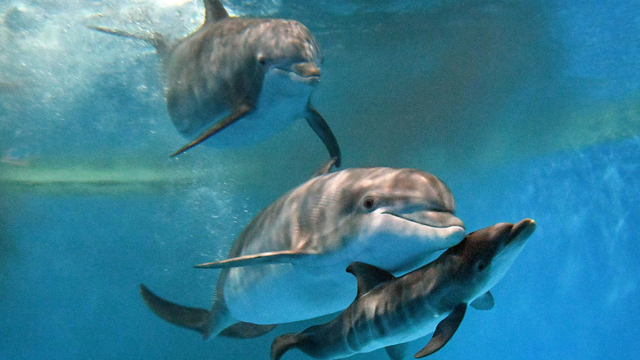 bottlenose-dolphin-born-at-brookfield-zoo.png 
