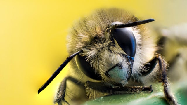 Head and face of bee in macro. Black eye with dots closeup. Fluffy face and body. Paws in focus. 