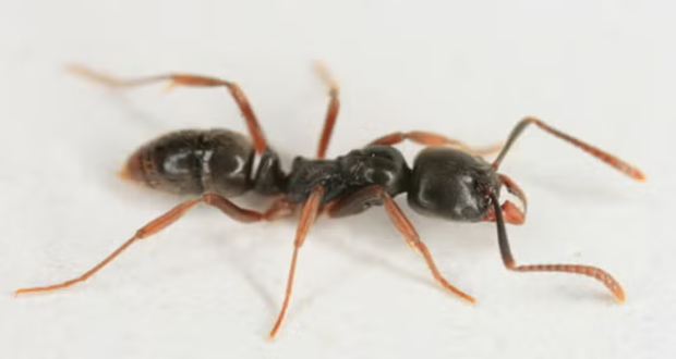 asian-needle-ant.png 