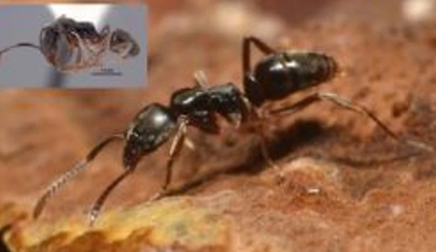 What to know about invasive ant with fatal sting reported in multiple ...