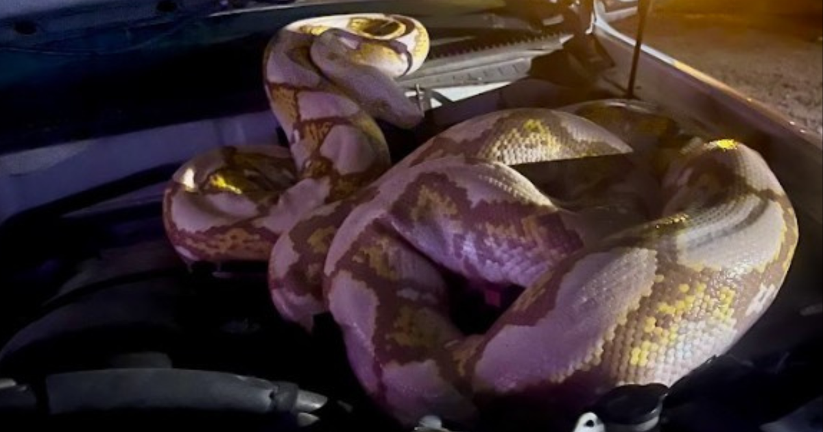 Massive python traps man on truck in Garland before dramatic capture 