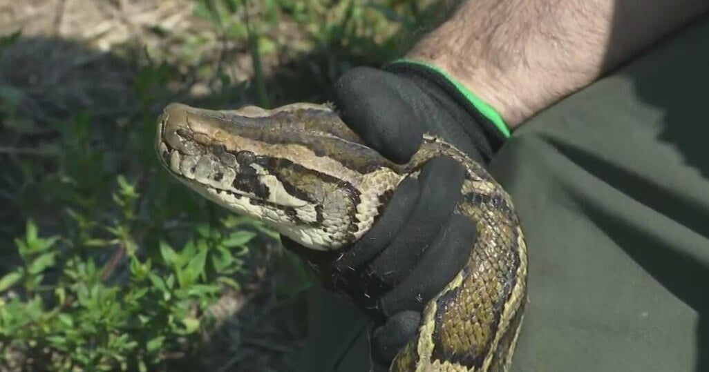 Group removes more than 6,000 pounds of pythons from Florida Everglades