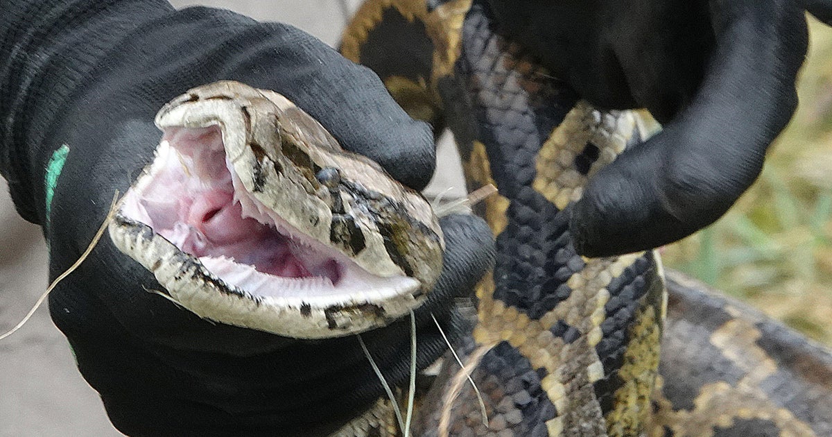 Florida group breaks record removing massive Burmese pythons 