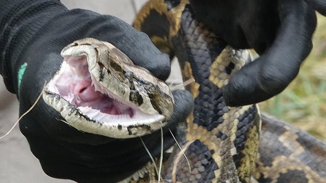 US-ENVIRONMENT-SNAKES-FLORIDA-OFFBEAT
