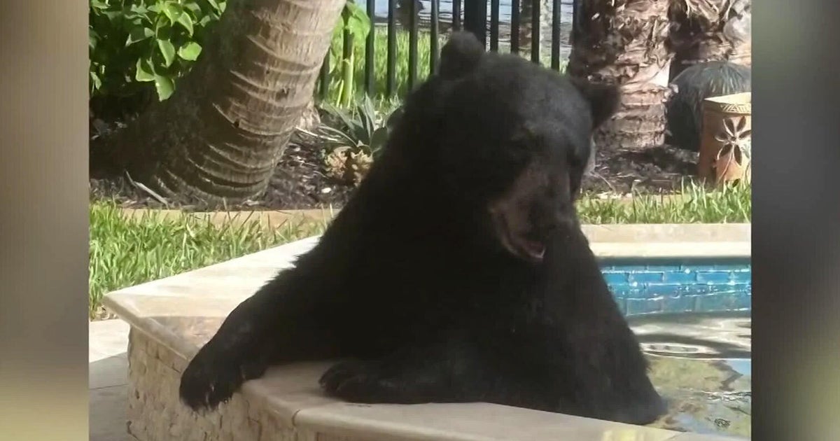 Florida black bear caught on camera taking a dip in hot tub, napping 6 hours under lanai