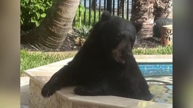 florida-black-bear-in-hot-tub.jpg