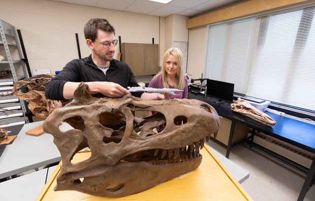 Researchers with the skull of a dinosaur fossil