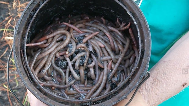 This week on worm-grunting.jpg