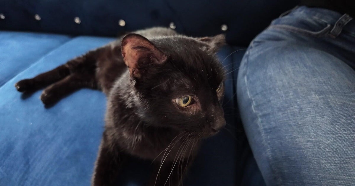 Cat reunited with Queens family almost 10 years after disappearing 