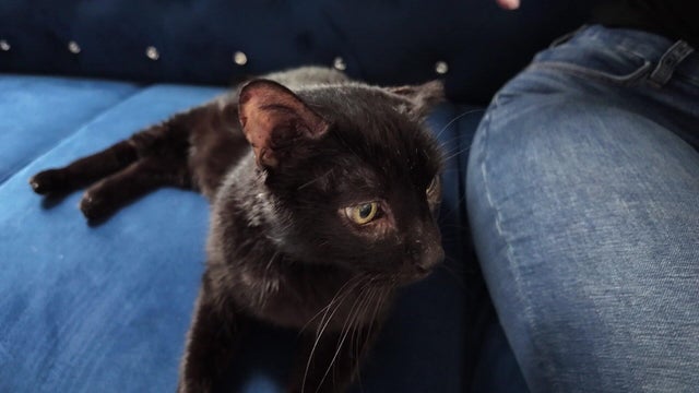 Smokey the cat 