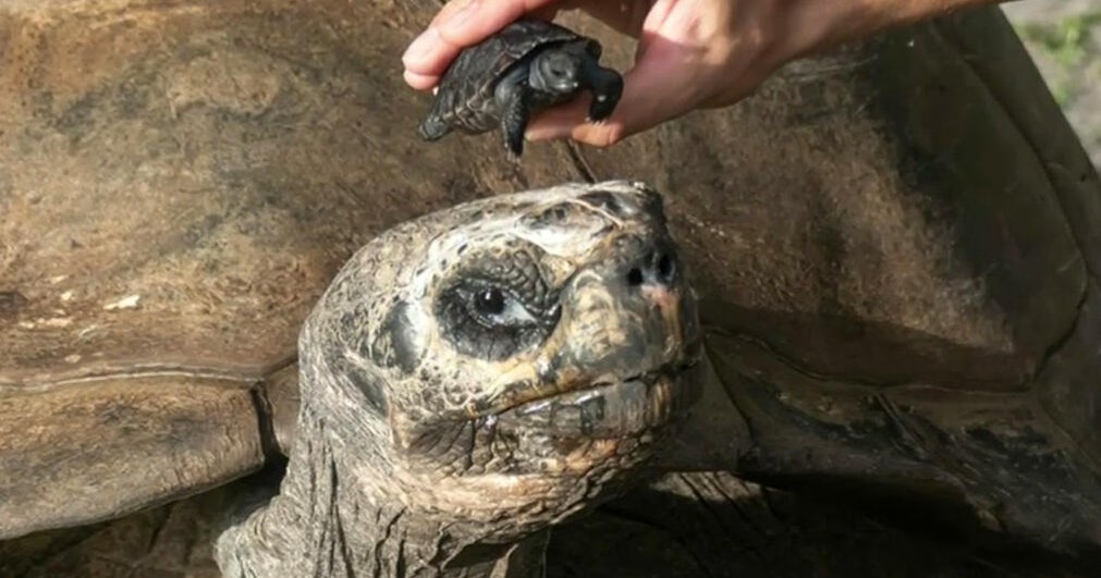 Giant 135-year-old Galapagos tortoise Goliath celebrates first Father’s Day as new dad at Zoo Miami Giant 135-year-old Galapagos tortoise Goliath celebrates first Father’s Day as new dad at Zoo Miami