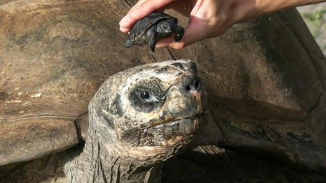 cbsmiami-tortoise-zoo-miami-1.jpg 