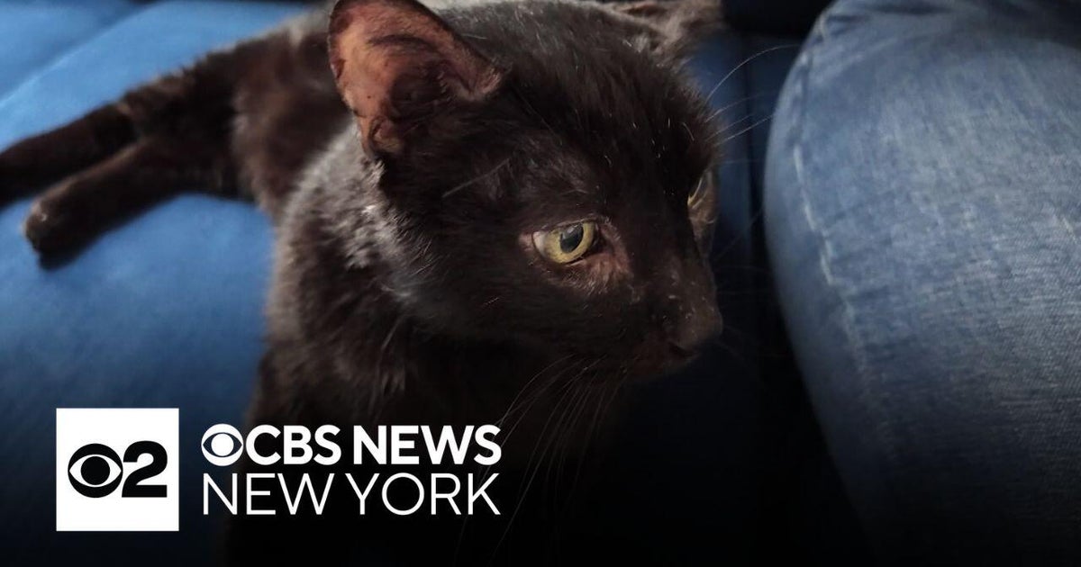 Cat found on Long Island 9 years after going missing in Queens - CBS ...