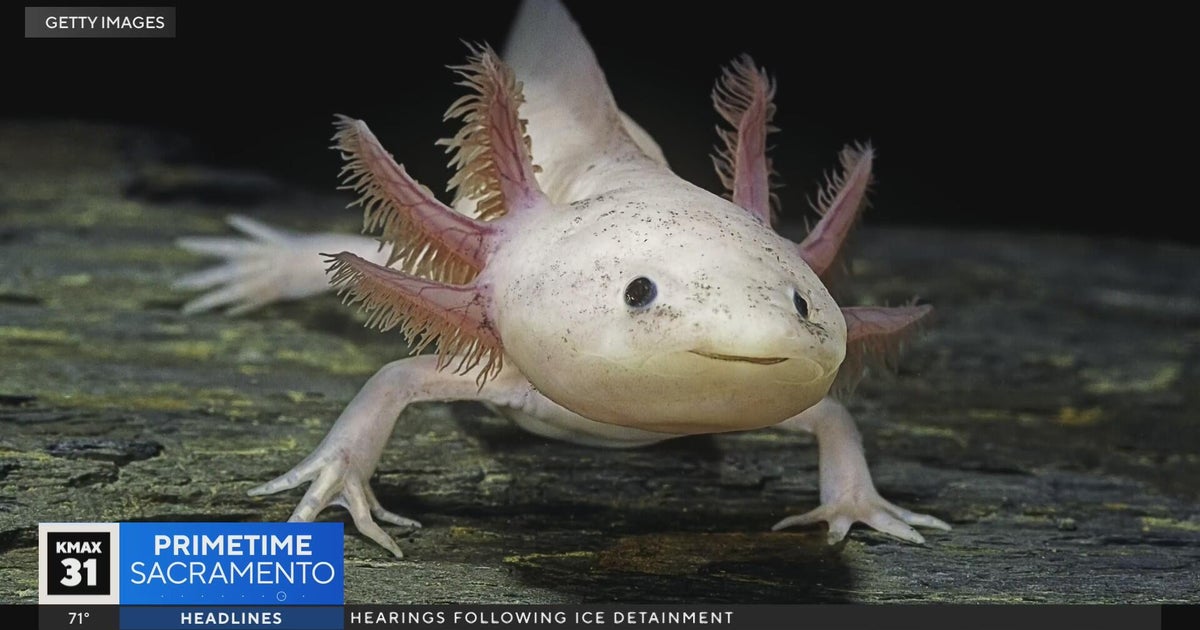 How do axolotls regrow limbs? .. The Answer