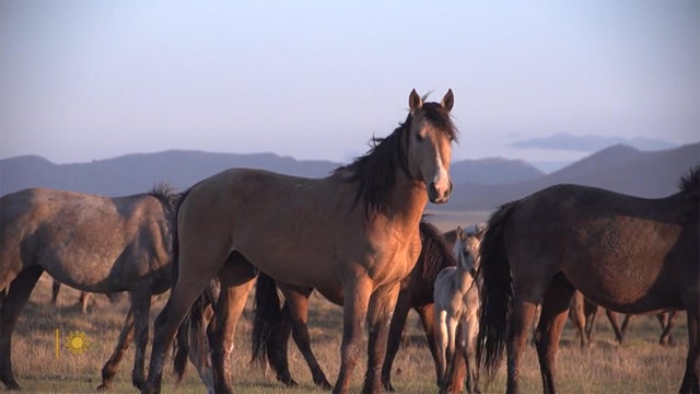 nature-horses-1920.jpg 