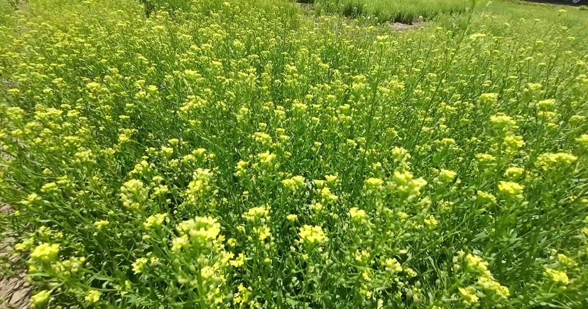 Ancient crop shows promise as sustainable jet fuel, researchers say 