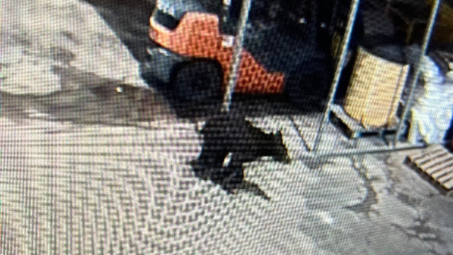 kdka-morgantown-wvu-bear.png 