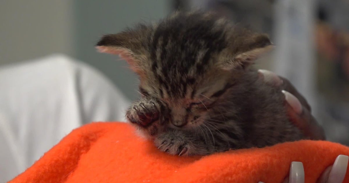 Miami-Dade animal services pleads for kitten fosters amid surge in newborns, overcrowding 